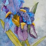 Tangled-Irises-KB