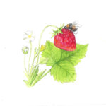 Keyser_StrawberryPollinator_web