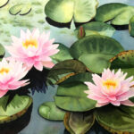 Schwartz_ThreeWaterlilies_web