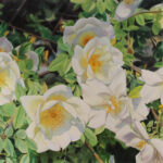 MEGAN RIPKE_Rose Glow