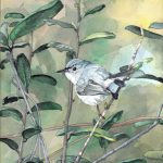 Blue-gray-Gnatcatcher1