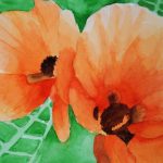 poppies11