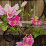 Backyard-Clematis-2