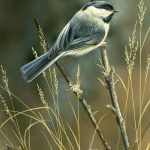 Chickadee2