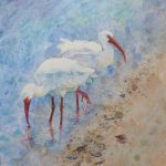 wading-ibis-06