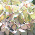 Blushing-Hydrangea2