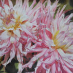 PinkDahlias1