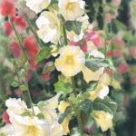 MEGANRIPKE1Hollyhocks30x22