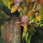 AFox_BarbarousLadySlippers20x16