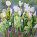 Blooming_Bloodroot2