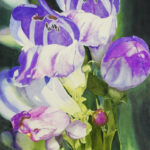 JANEFRITZ2Penstemon21X14