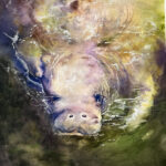 ManateeRising1