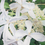 GreatStarHydrangeaLYWAMGarden1