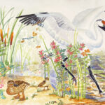 Whooping-Crane-Ducks-endangered-species2